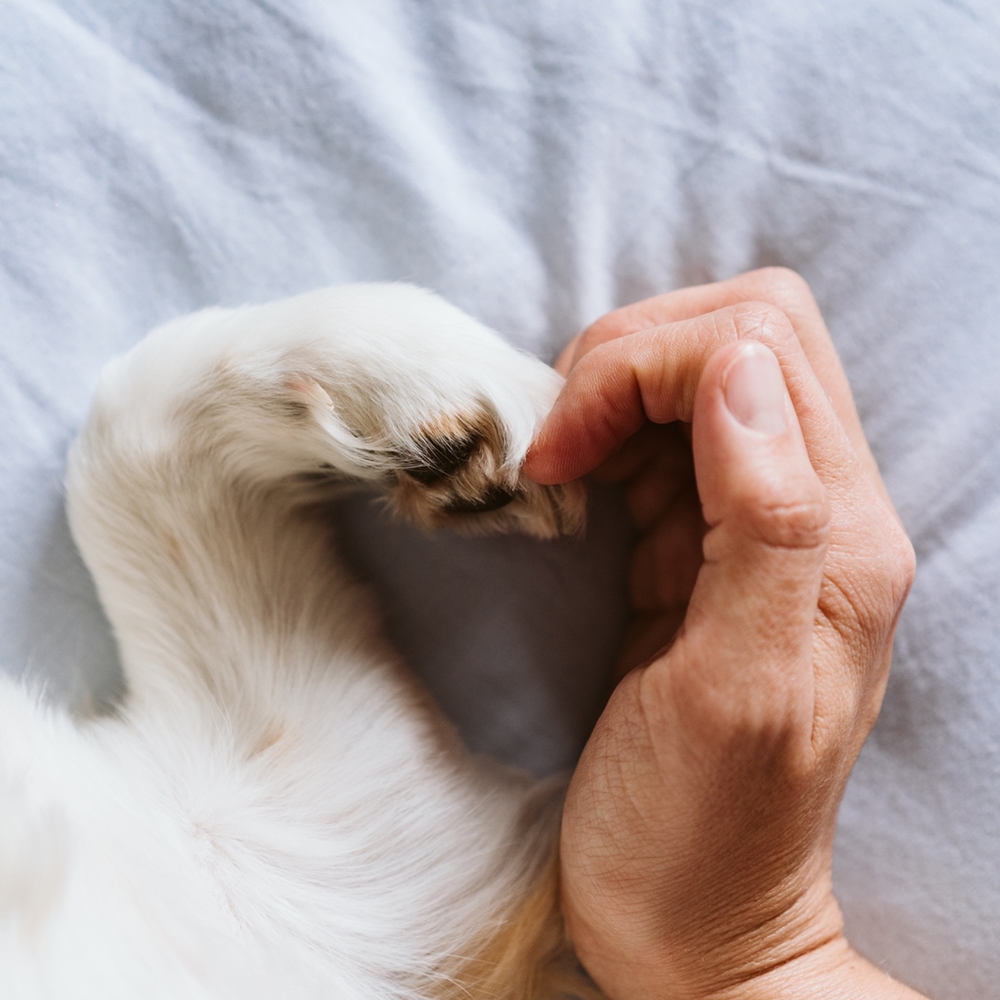 Dr. Claudia Laschalt - Ein Herz für Hund und Mensch